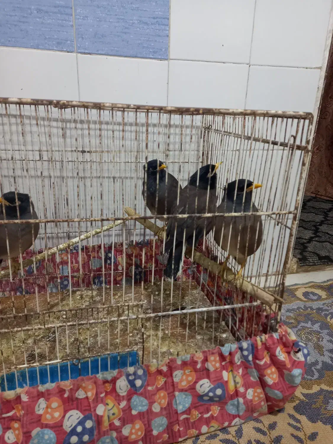 مرغ مینا 3ماهه|پرنده|گرگان, |دیوار