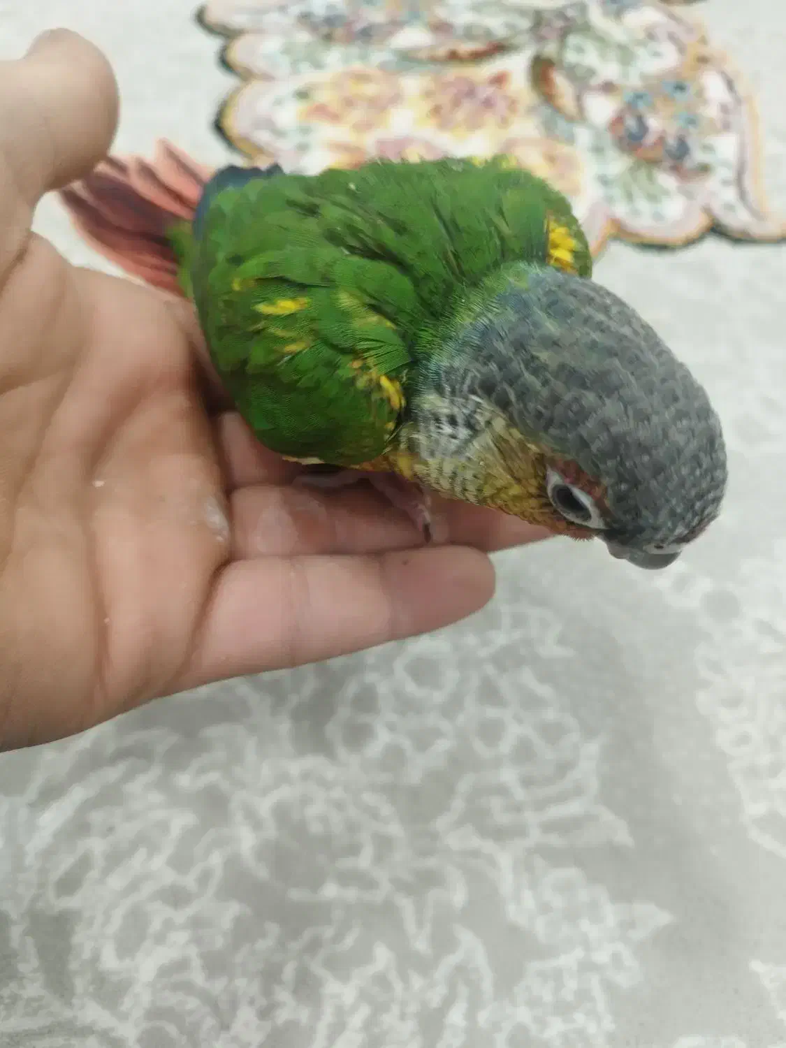 جوجه طوطی گرینچیک|پرنده|نجف‌آباد, شریعتی غربی|دیوار