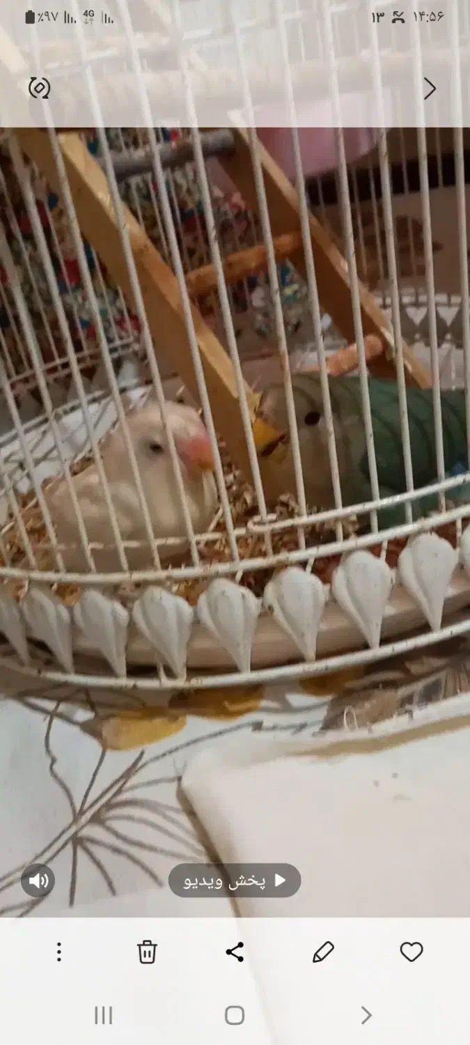 طوطی برزیلی|پرنده|سورک, |دیوار