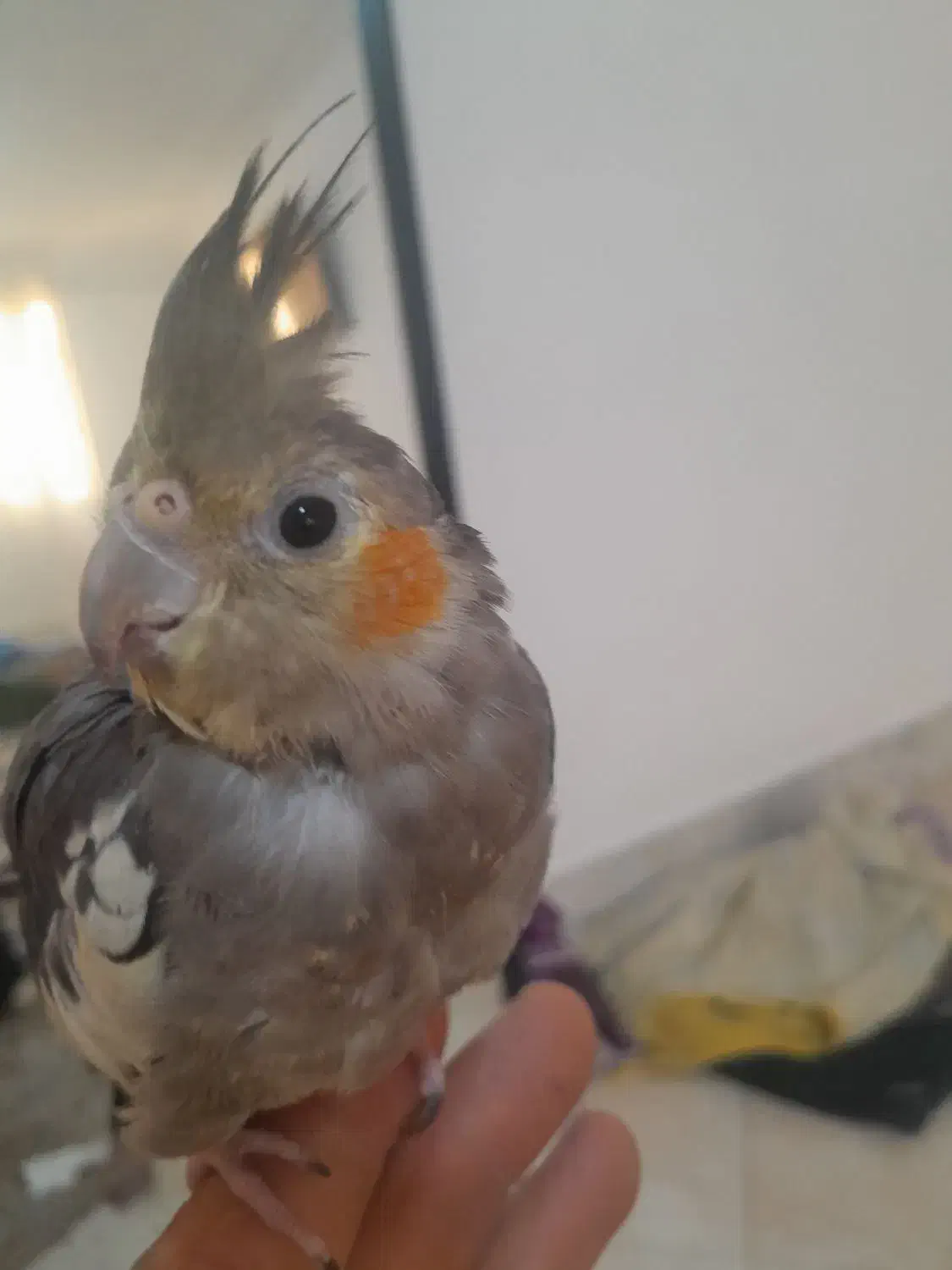 عروس هلندی|پرنده|مشکیندشت, |دیوار