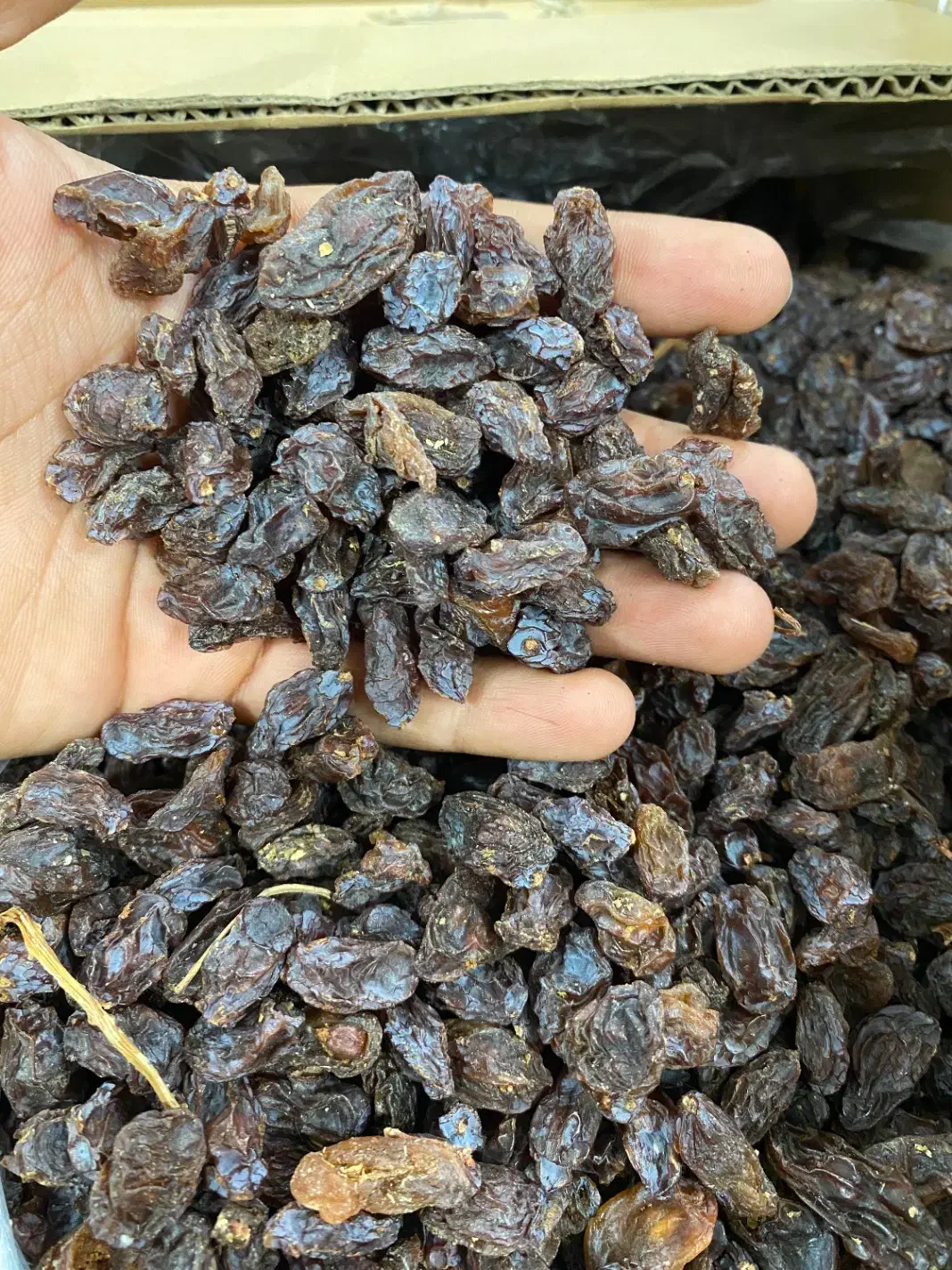کشمش آبگیری تاکستان|خوردنی و آشامیدنی|تاکستان, |دیوار