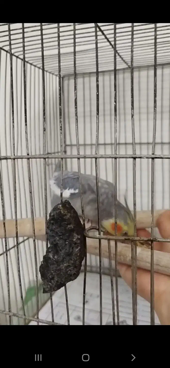 عروس هلندی سخنگو|پرنده|فردیس, شهرک ارم|دیوار