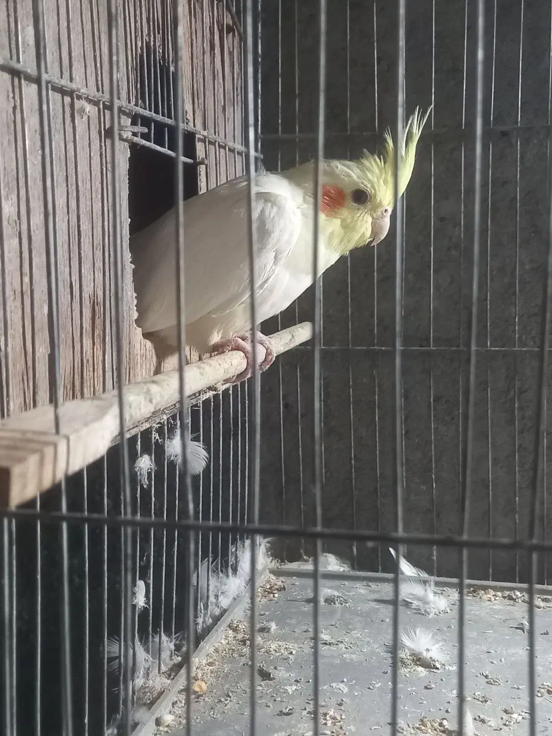 عروس هلندی|پرنده|سراوان, |دیوار