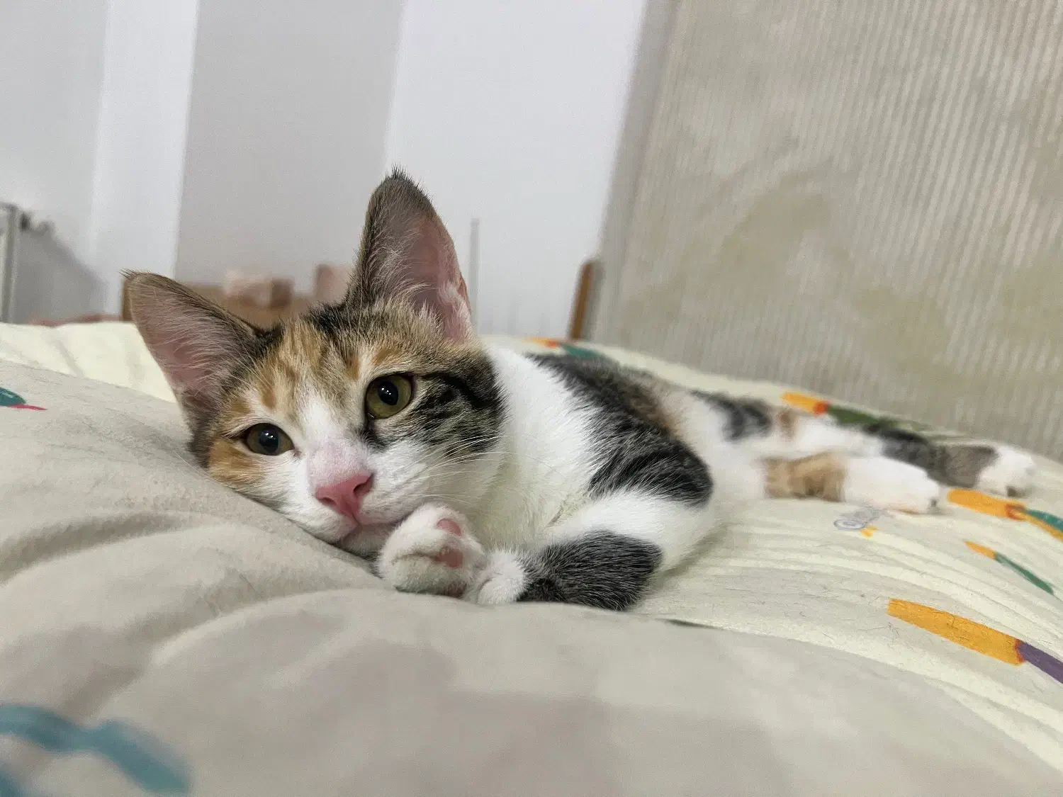 واگذاری گربه|گربه|کرج, گوهردشت|دیوار