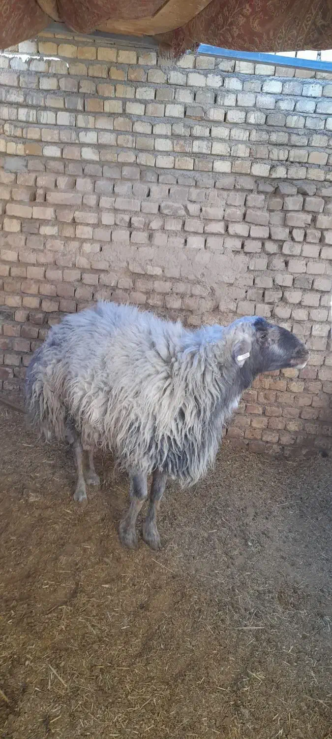 شیشک قوچ|حیوانات مزرعه|معصومیه, |دیوار