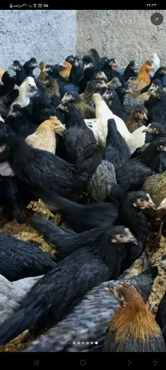 فروش بالای ۵۰ تا|حیوانات مزرعه|خرمدره, |دیوار