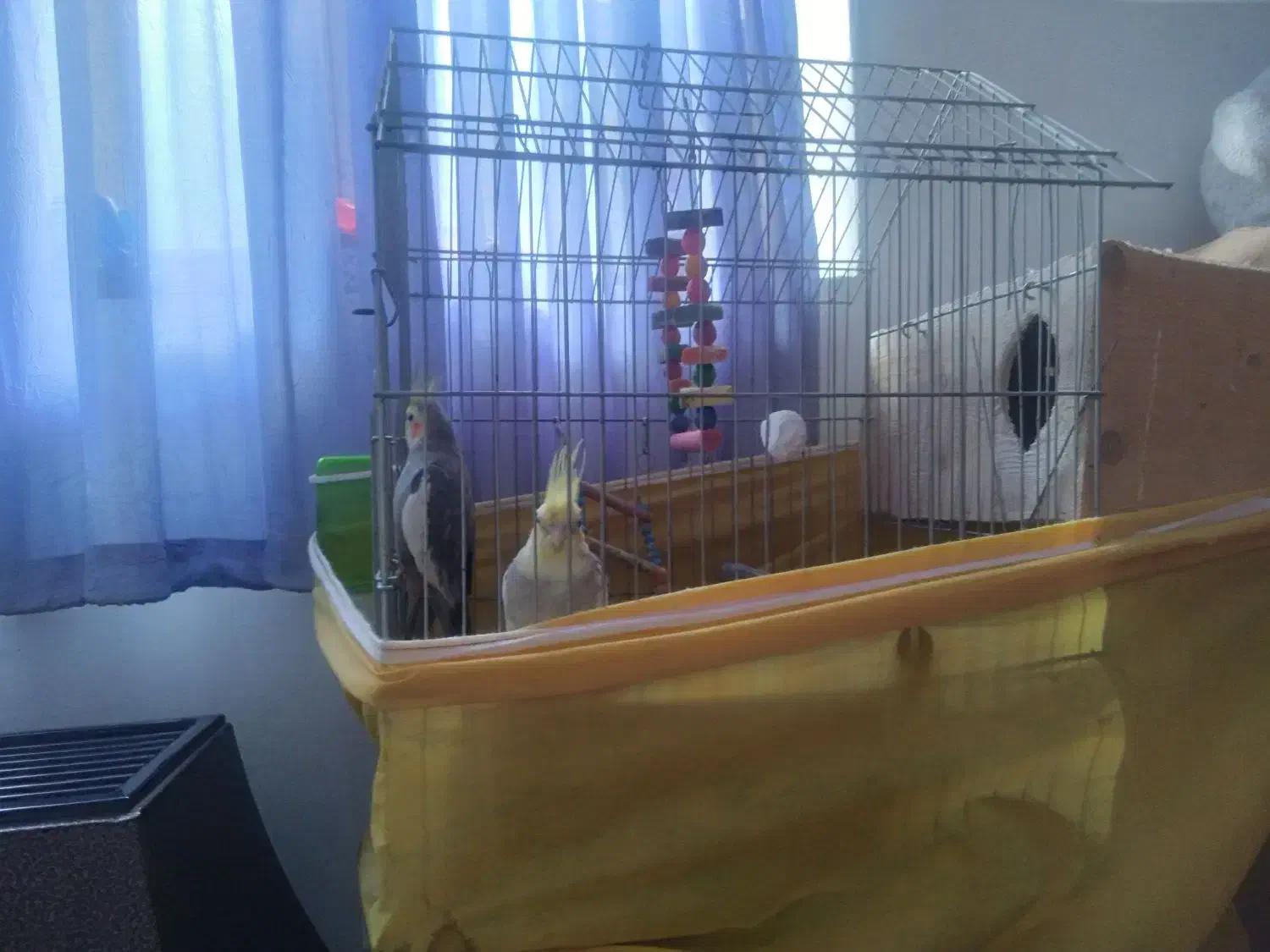 یک جفت عروس هلندی باقفس وتشکیلات|پرنده|قائم‌شهر, |دیوار