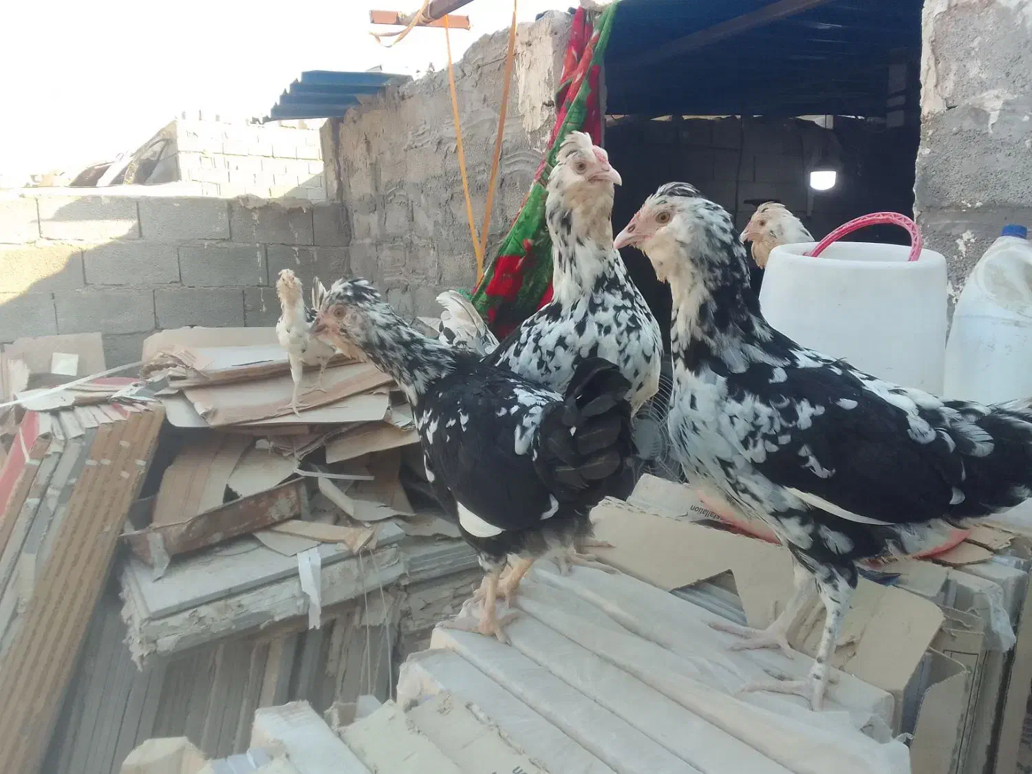 مرغ گلین ومعمولی (فقط تخم مرغ دارم )|حیوانات مزرعه|چغادک, |دیوار