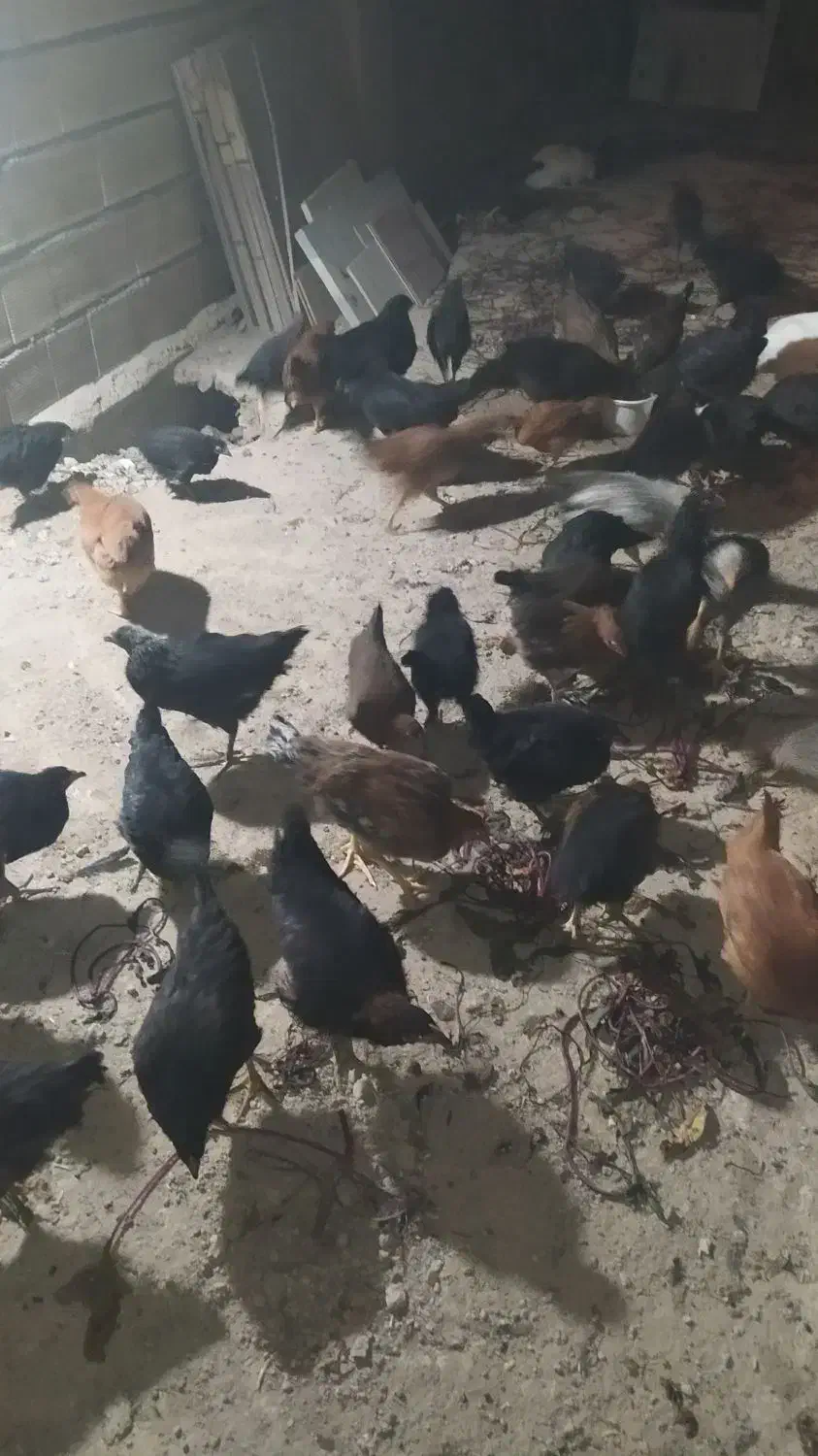 خروس بومی|حیوانات مزرعه|ابریشم, |دیوار