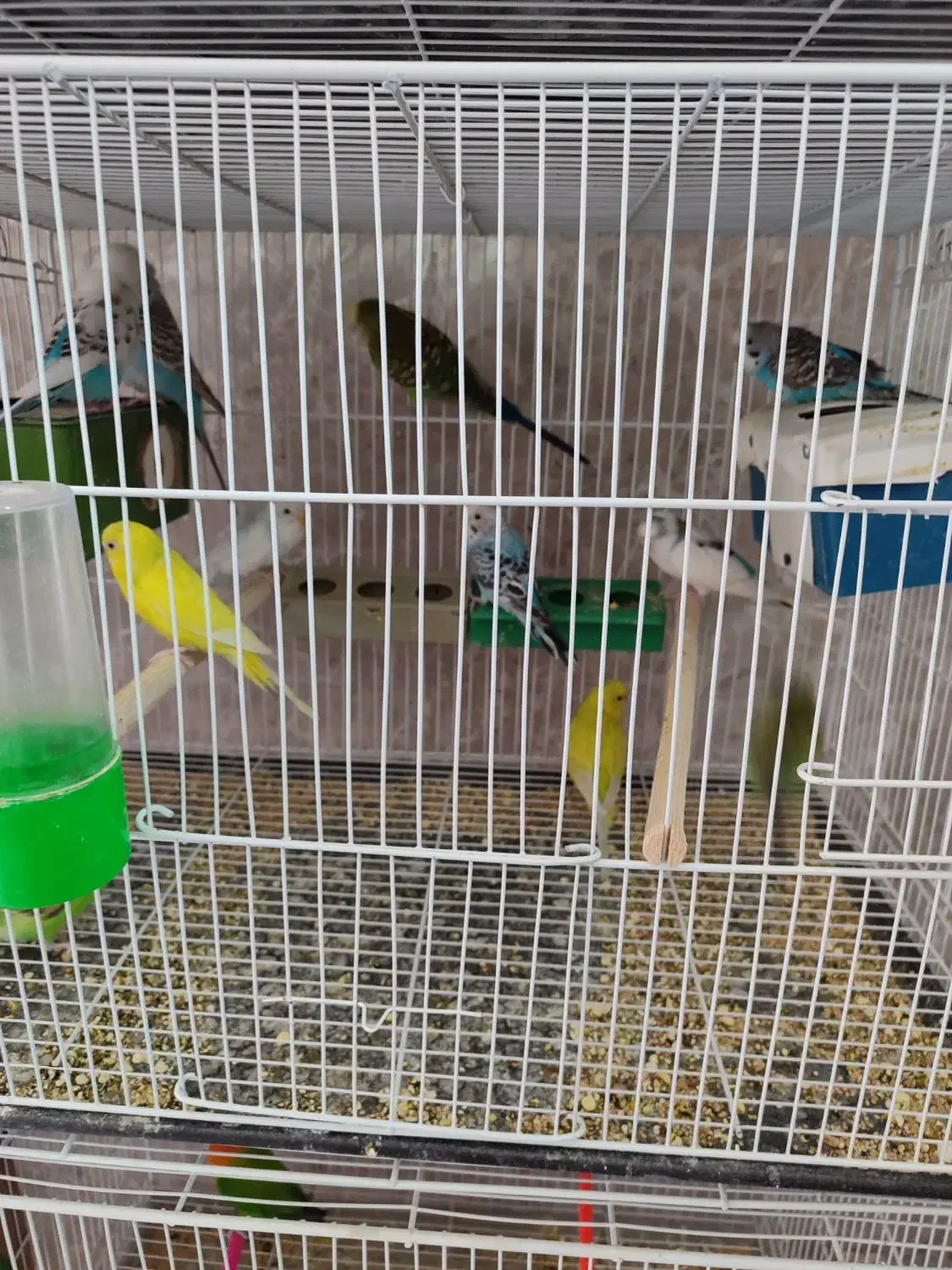 کتوله-عروس-فنج-مرغ عشق 100تومن|پرنده|نیشابور, خیام|دیوار