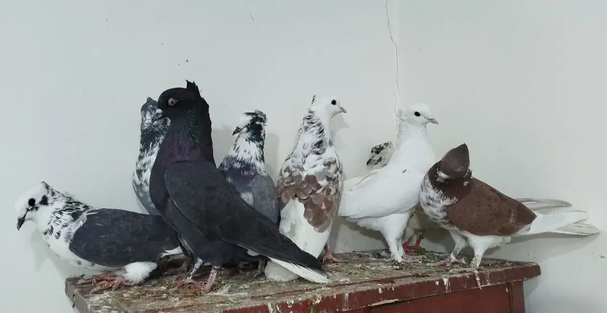 کفتر ۸ عدد کاکولی|پرنده|محمدشهر, شهرک پیام (مهرالبرز)|دیوار