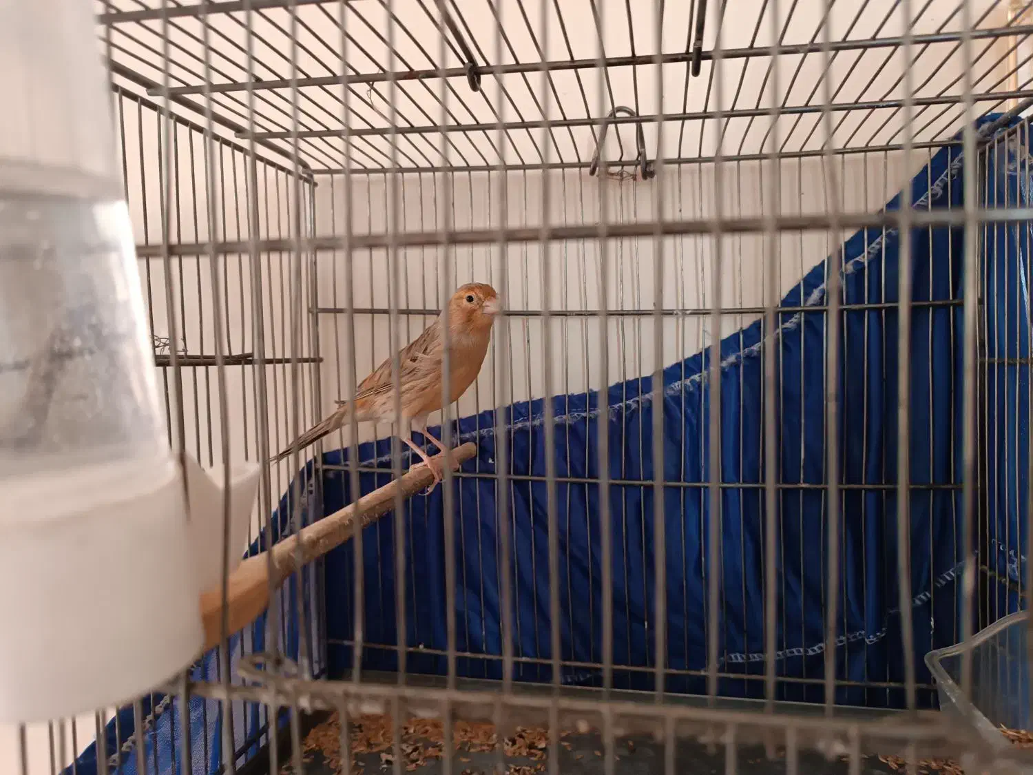 قناری ماده تن نخورده اماده اماده|پرنده|پاکدشت, پاکدشت (مامازند)|دیوار