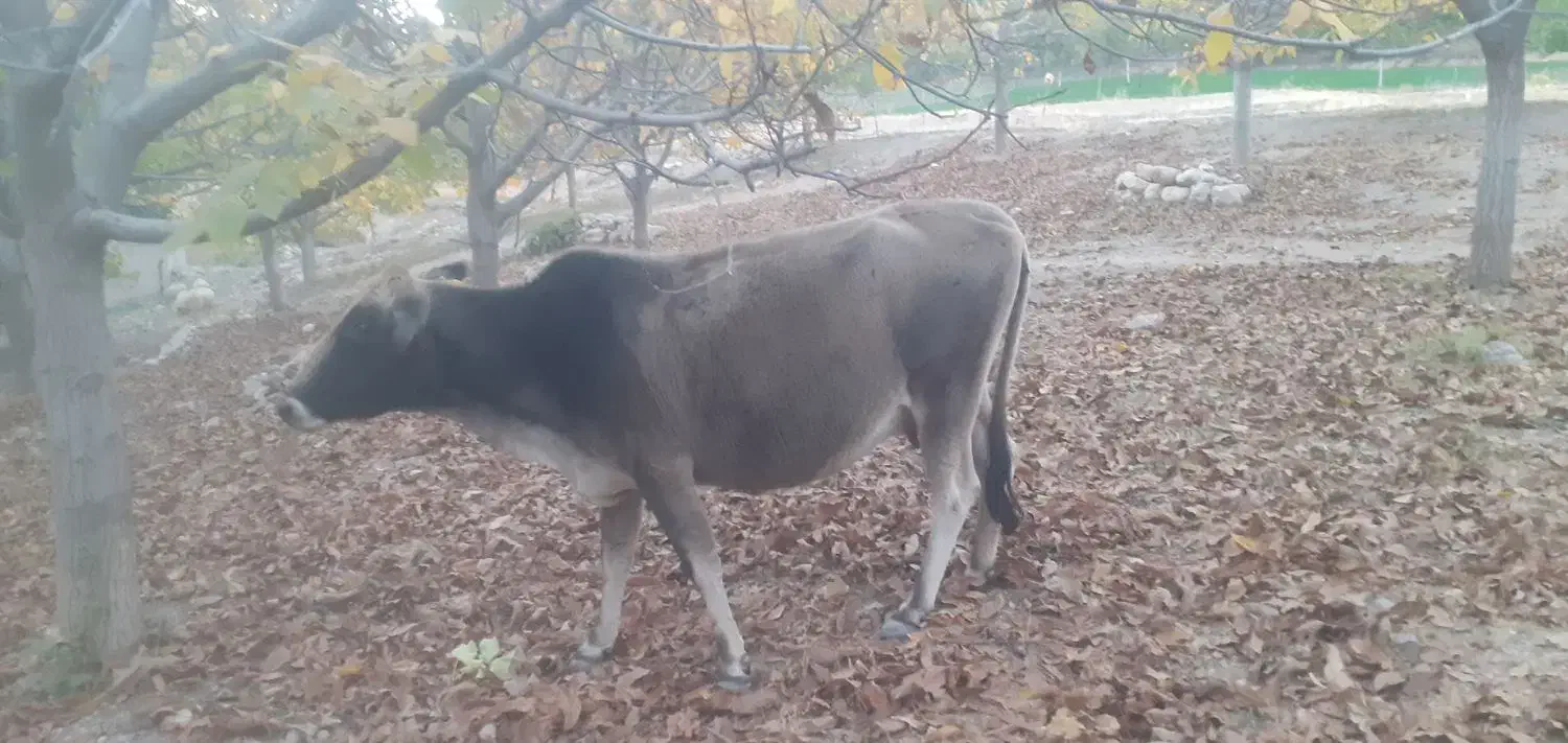 گاو|حیوانات مزرعه|مارگون, |دیوار