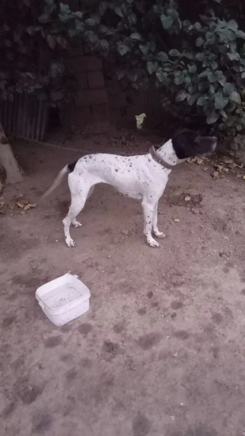 توله مخصوص دمبلان(ترافل)|سگ|گلی داغ, |دیوار