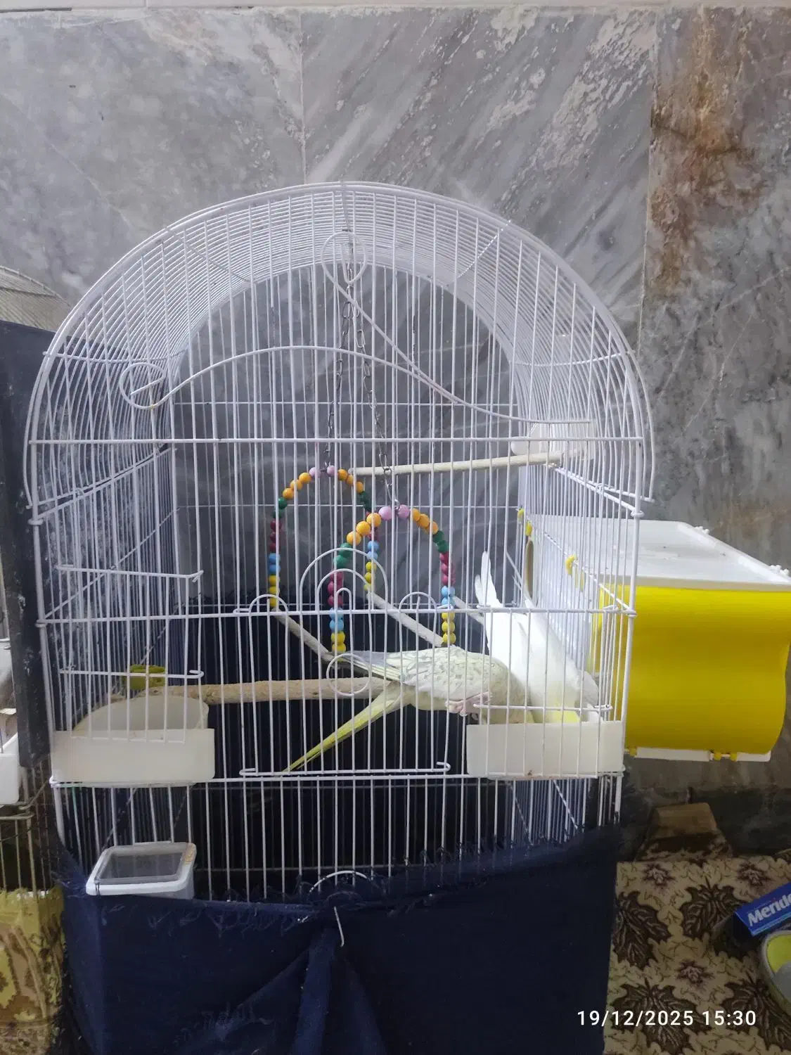 یک جفت عروس هلندی با جوجه|پرنده|قم, لسانی|دیوار