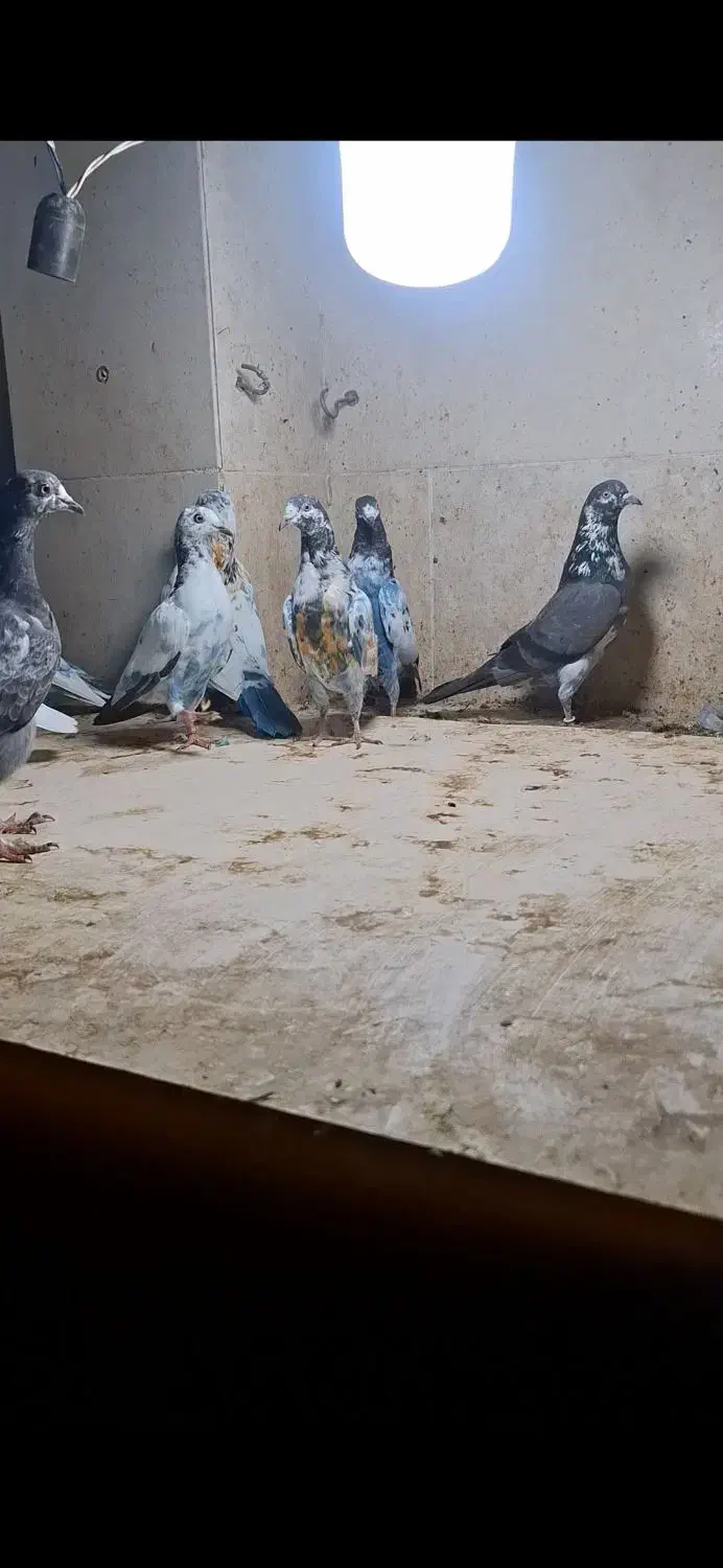 کبوتر پاکستانی و زاغ|پرنده|خورموج, |دیوار