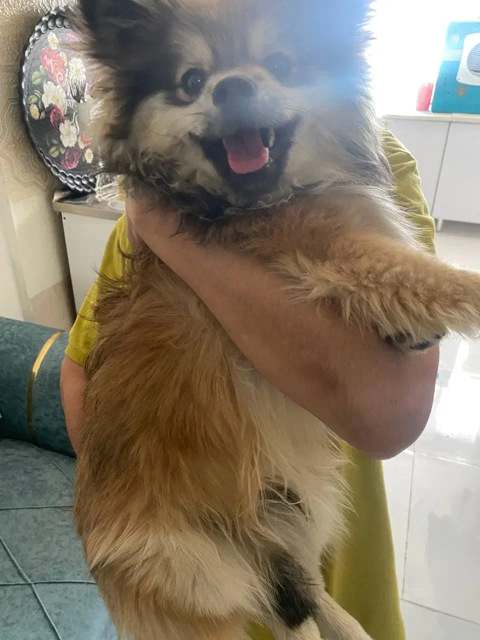 پامرین شیطون|سگ|مشهد, طبرسی شمالی|دیوار