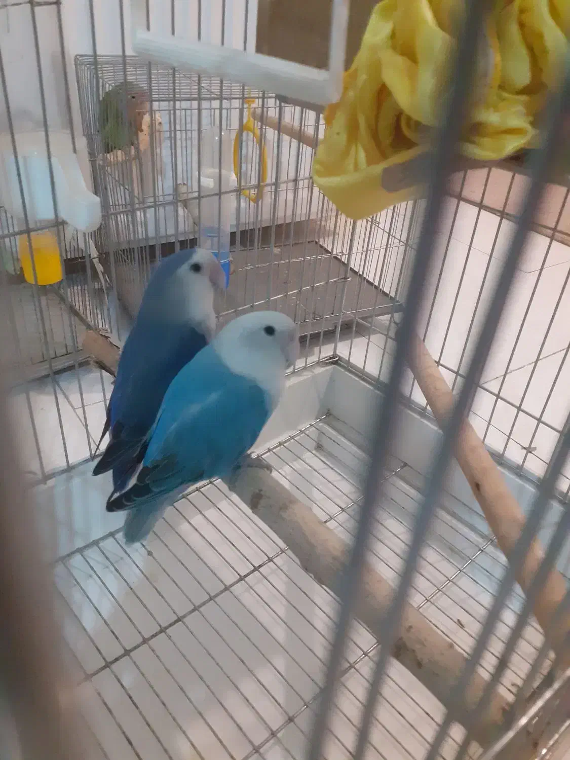 طوطی برزیلی|پرنده|پردیس, فاز ۳|دیوار