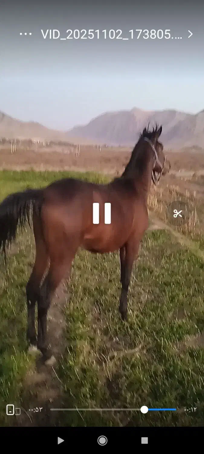 اسب اصیل|اسب و تجهیزات اسب‌سواری|صحنه, |دیوار