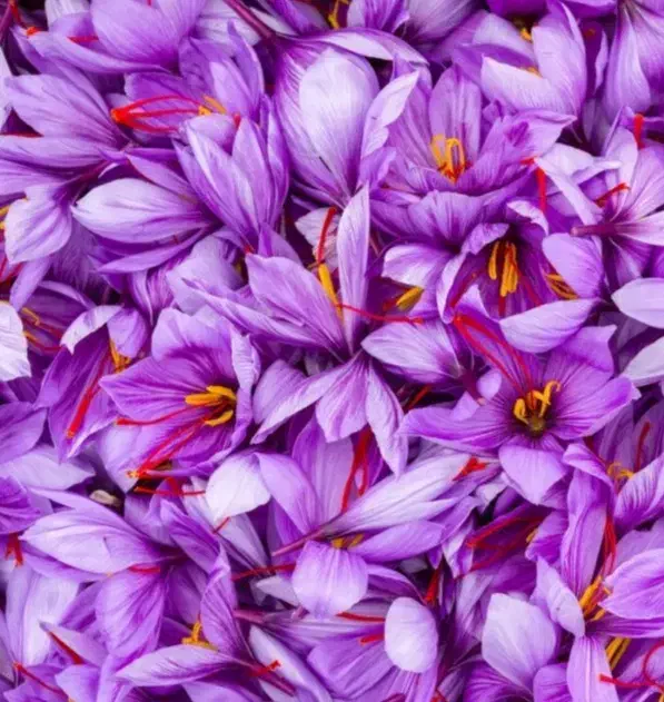 خرید و فروش گل زعفران|عمدهفروشی|تربتحیدریه, پایانه مسافربری تربت حیدریه|دیوار