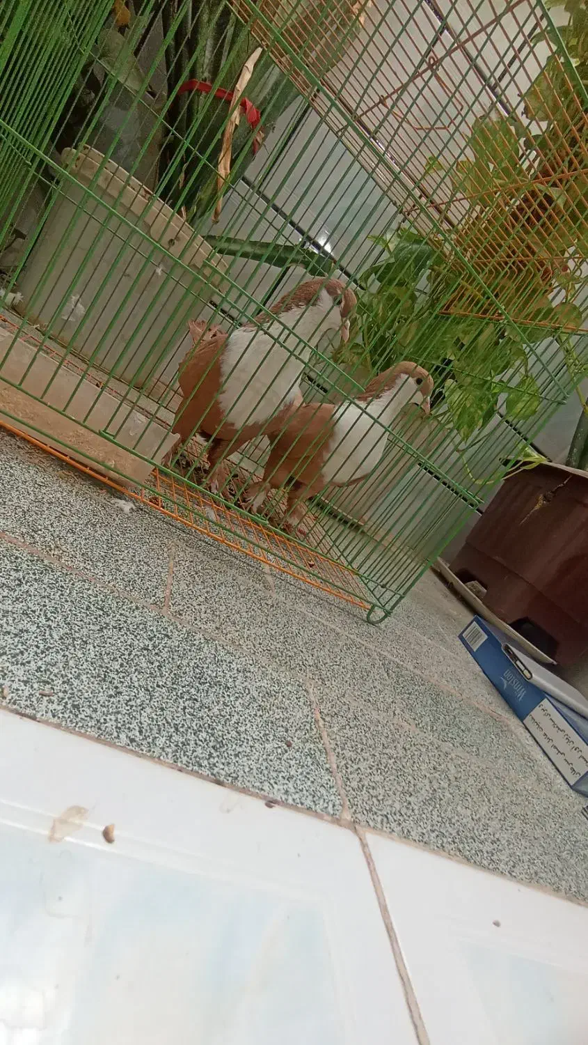 کبوتر کرواتی زرد زاددار|پرنده|مه ولات, |دیوار