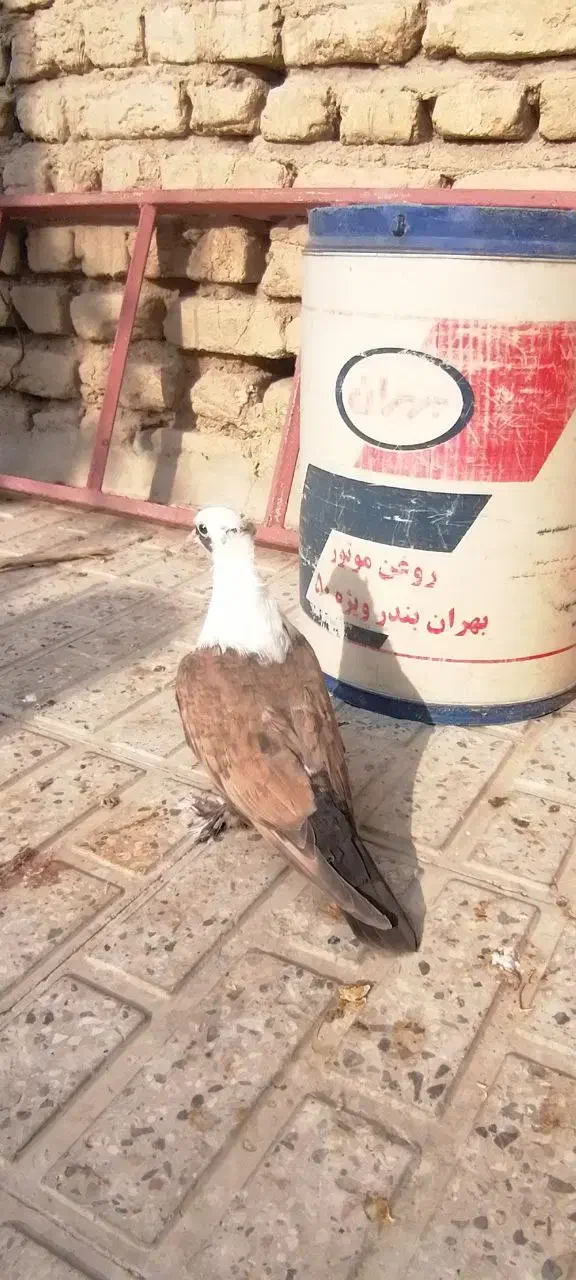 کربلایی مخمل کاکلی|پرنده|شیروان (خراسان), |دیوار