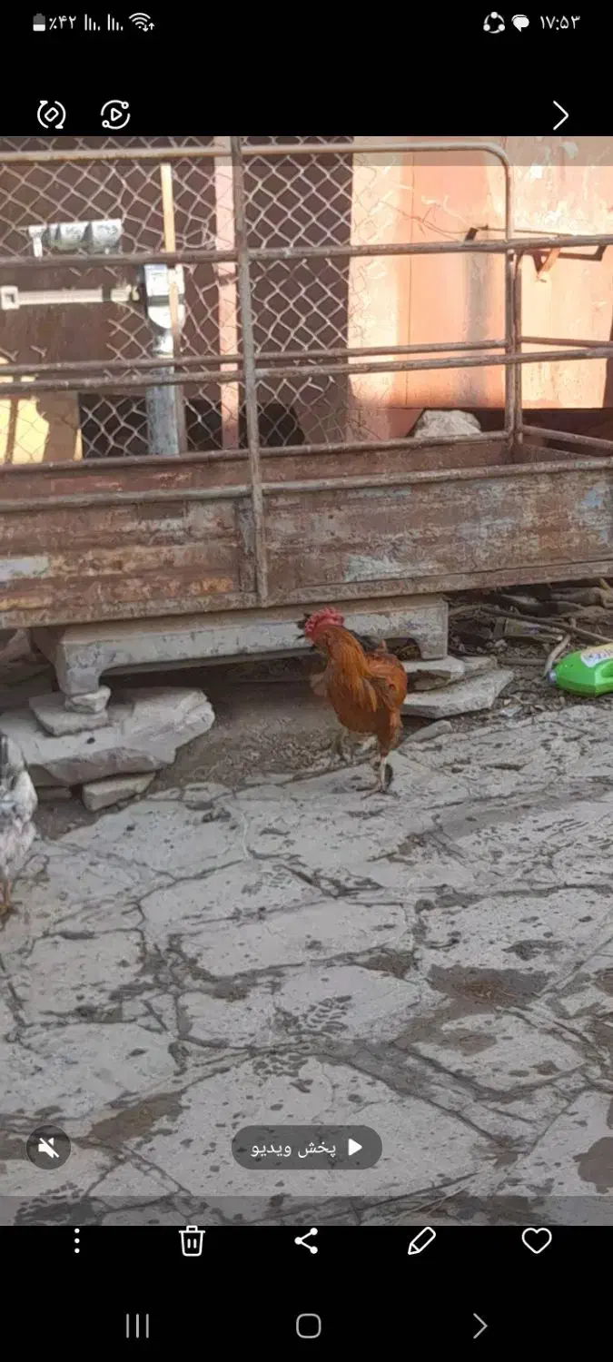 خروس دورگه|حیوانات مزرعه|سنندج, |دیوار