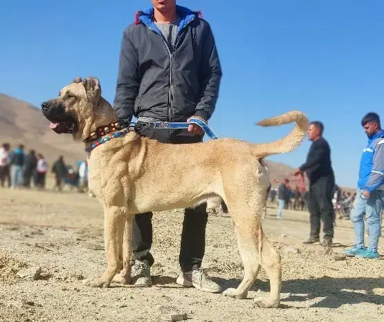 سگ سرابی|سگ|میلاجرد, |دیوار