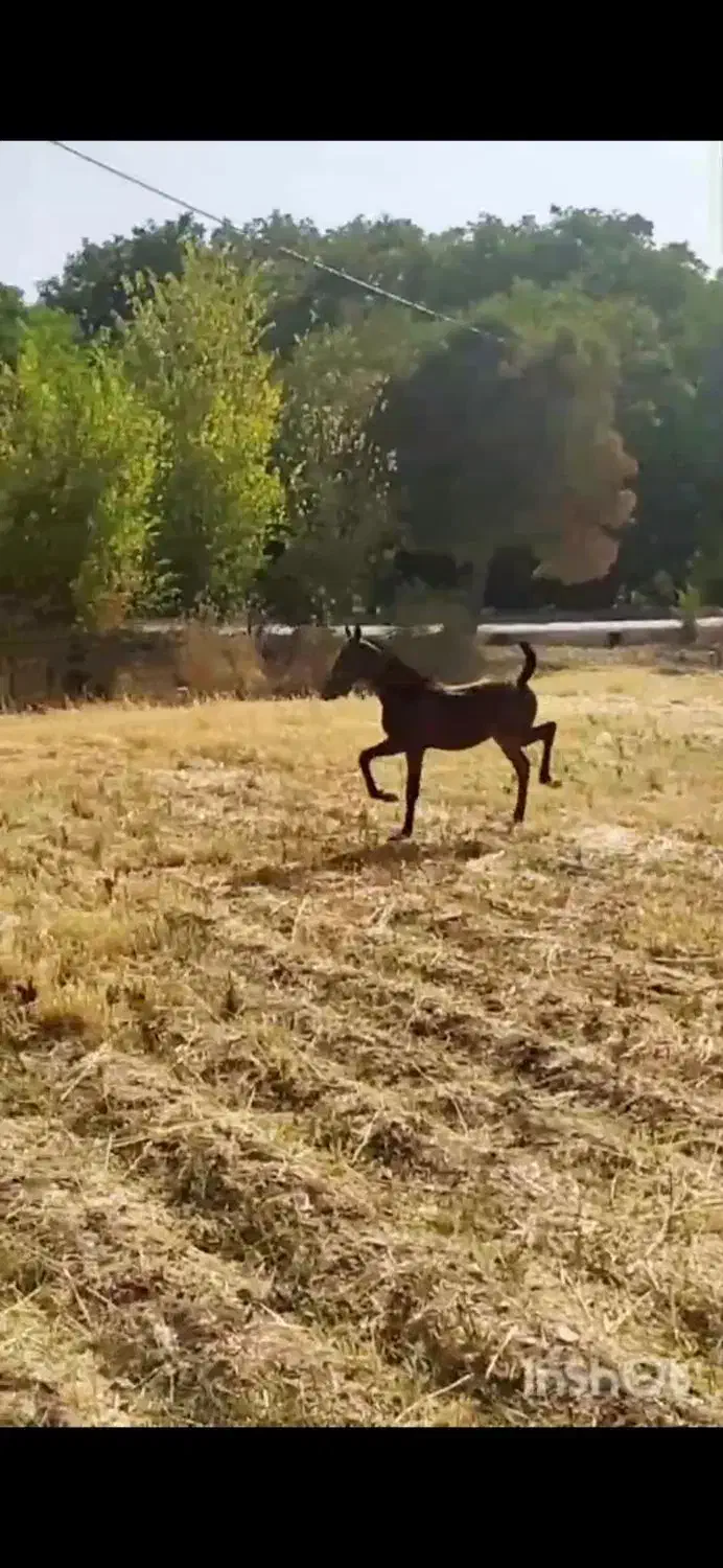 مادیون ترکی|اسب و تجهیزات اسب‌سواری|اقلید, |دیوار