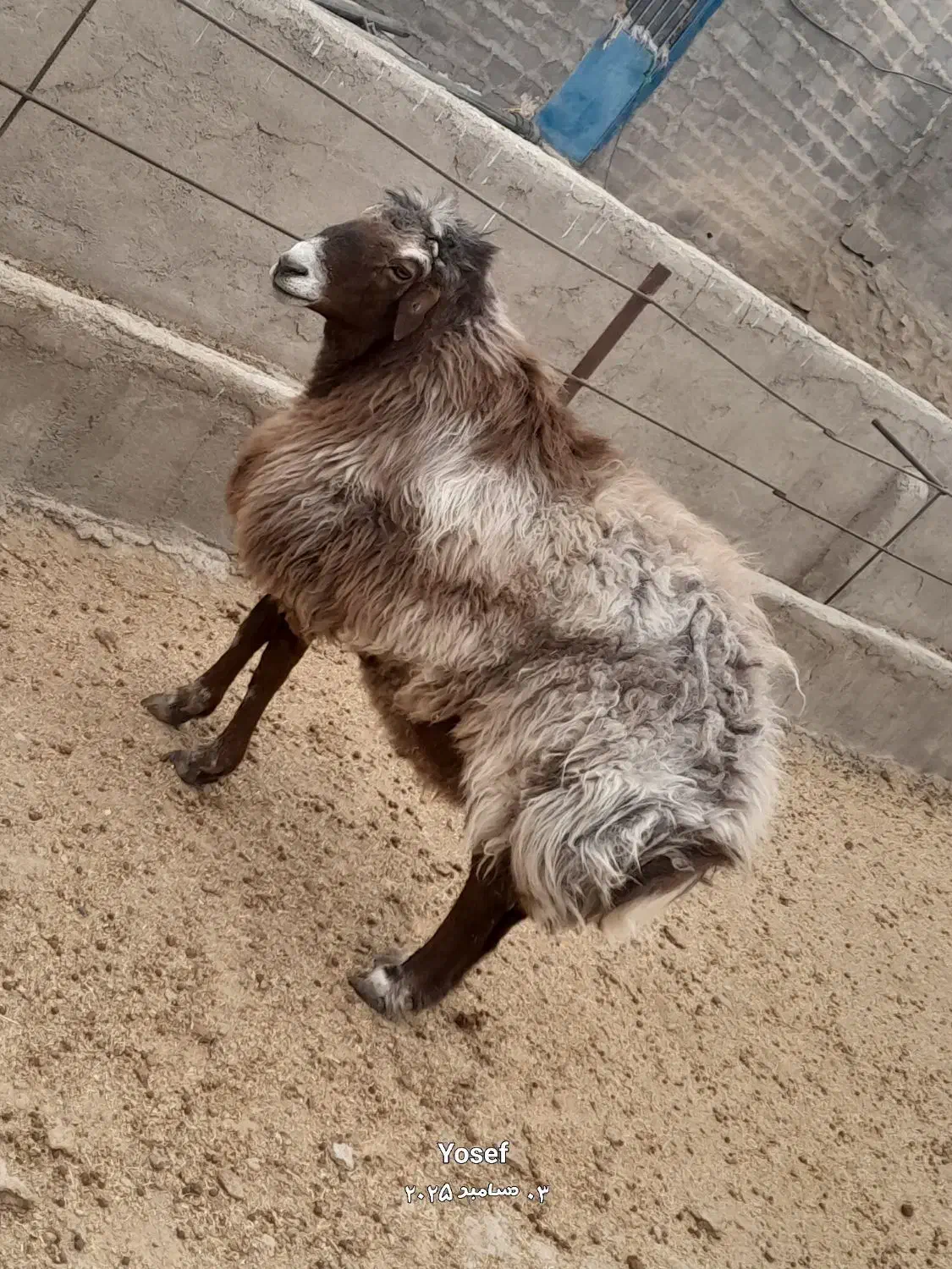 قوچ افشار هترو اصیل|حیوانات مزرعه|شهرضا, |دیوار