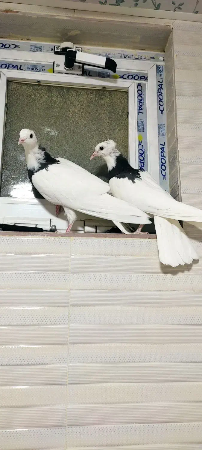 کبوتر طوقی|پرنده|شاهین‌شهر, گزبرخوار|دیوار