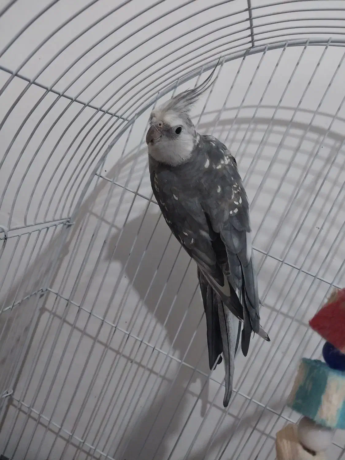 عروس هلندی بسیار بازی گوش سخنگو|پرنده|تبریز, |دیوار