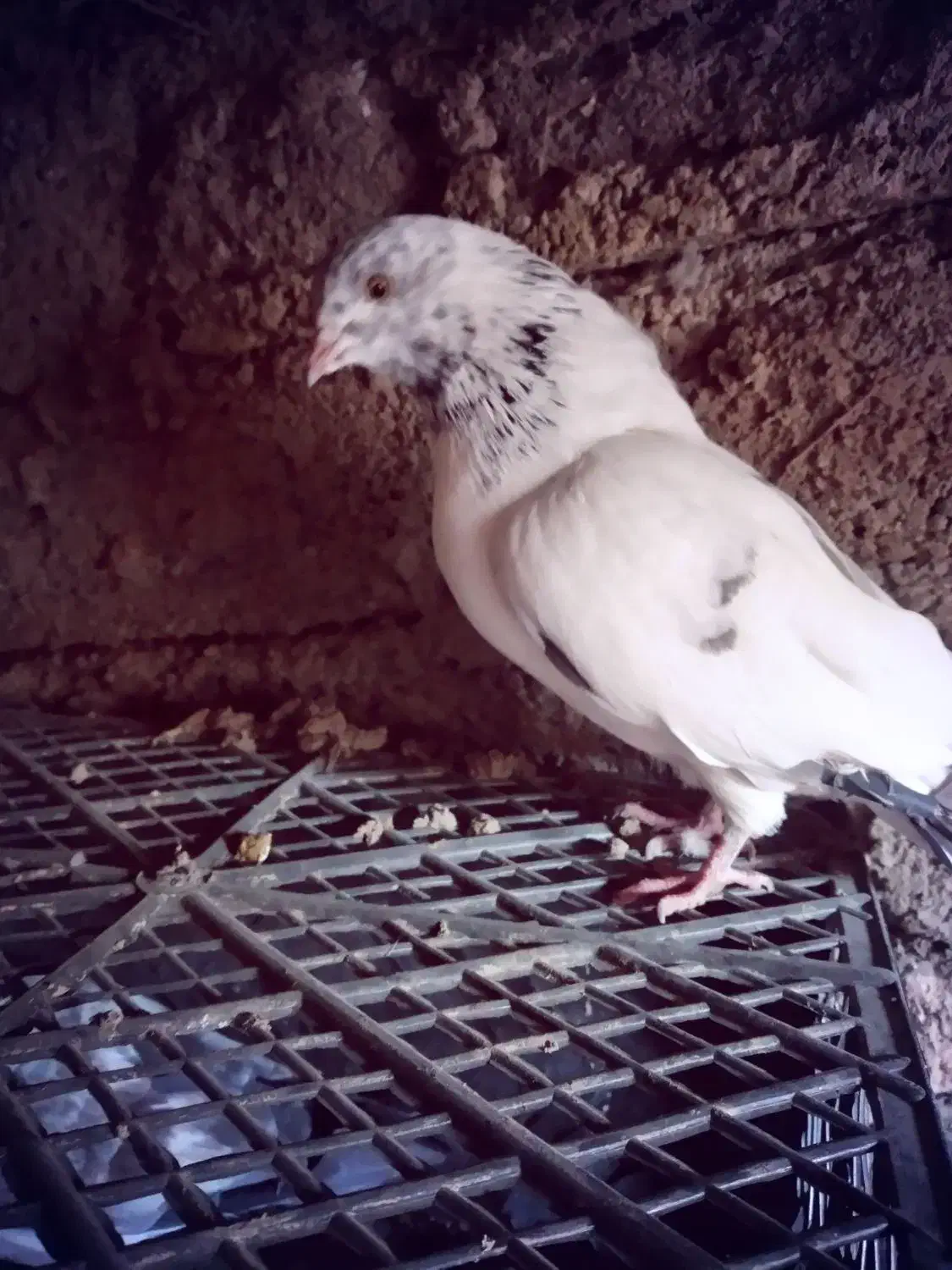 کفتر جوان نر چشم پرتقالی ۵۰۰تومان پرشی پشتک زن|پرنده|خلخال, |دیوار