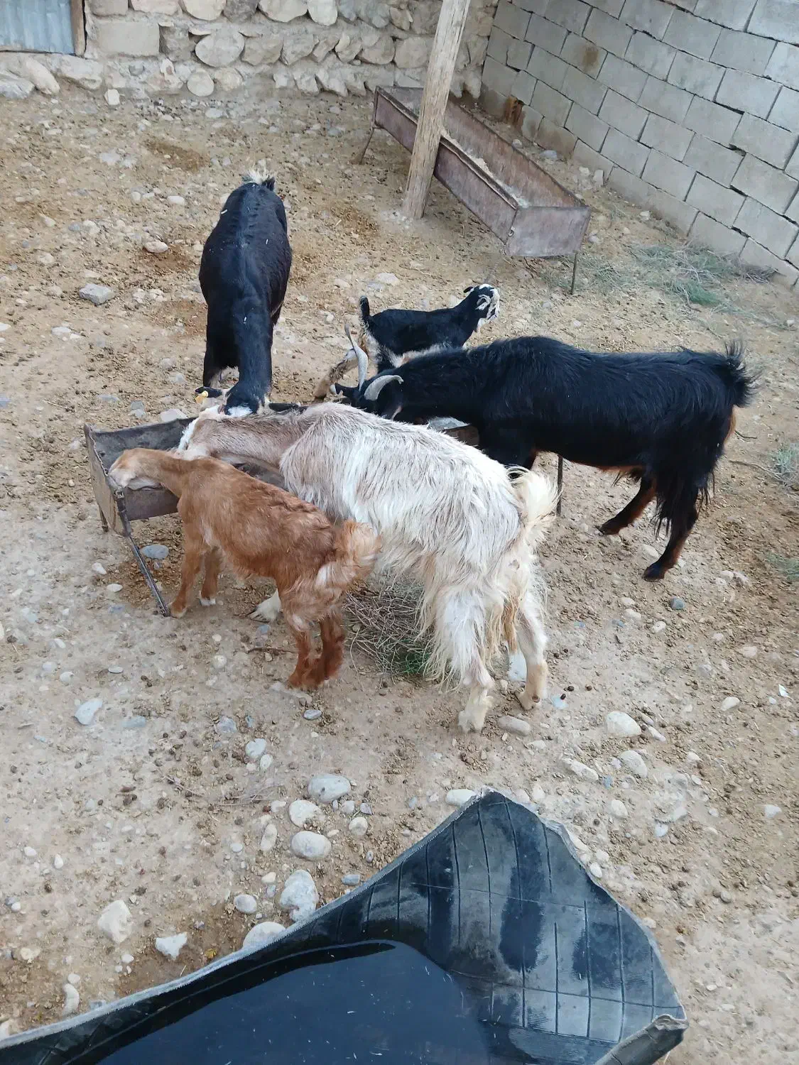 فروش دام|حیوانات مزرعه|مهران (ایلام), |دیوار