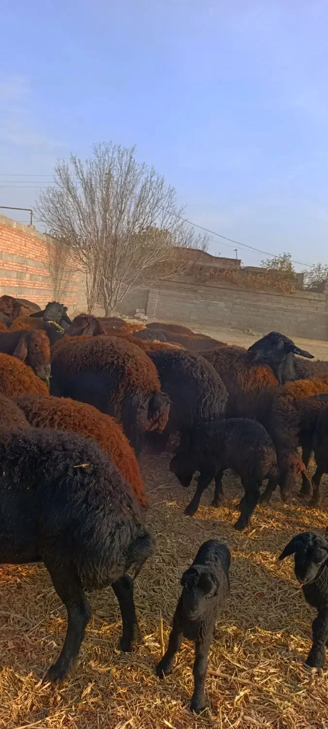 48 راس گوسفند عتیقه زاییده و آبستن سنگین|حیوانات مزرعه|تبریز, |دیوار