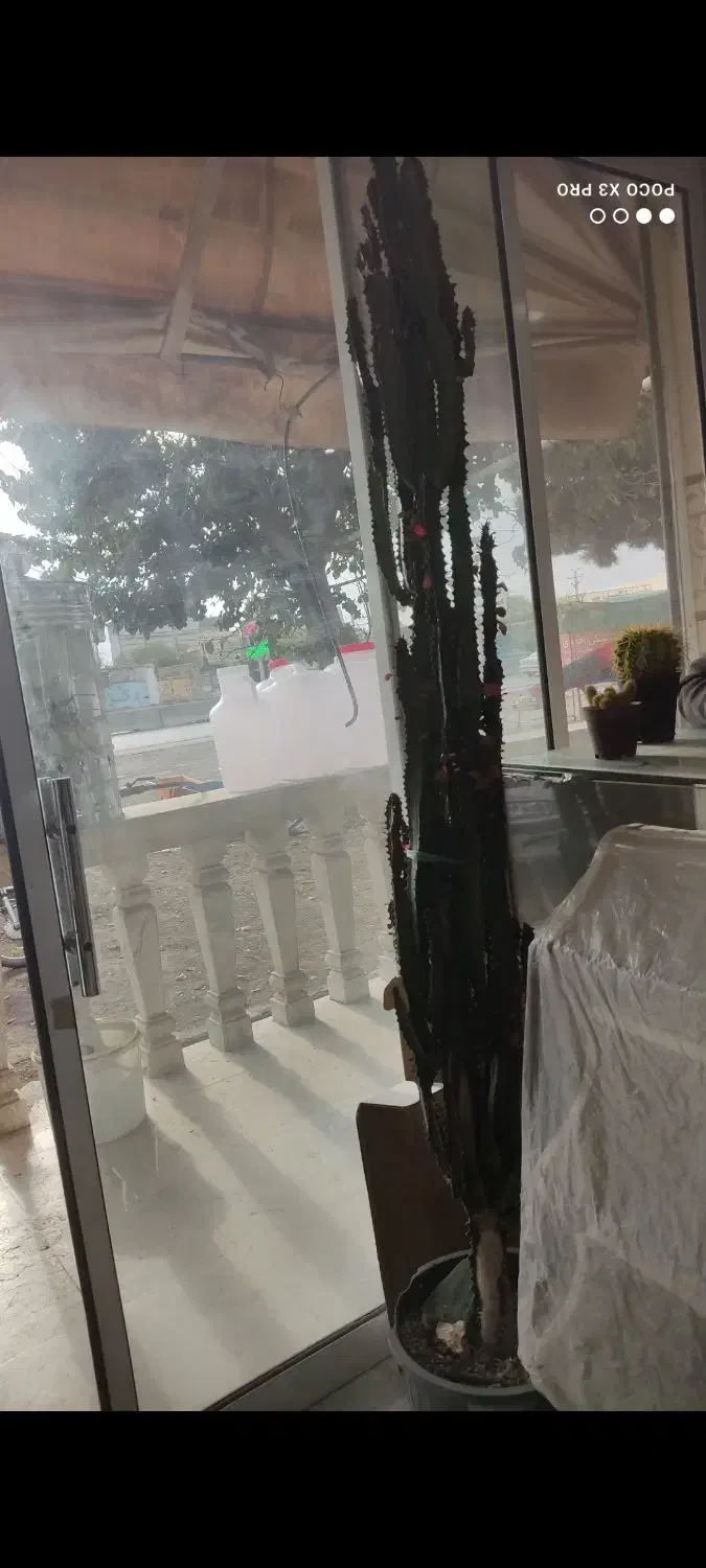 گل افوربیا|گل و گیاه طبیعی|گلمکان, |دیوار