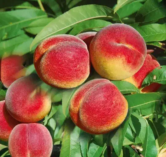 فروش خزانه نهال کشاورزی|گل و گیاه طبیعی|میاندوآب, |دیوار