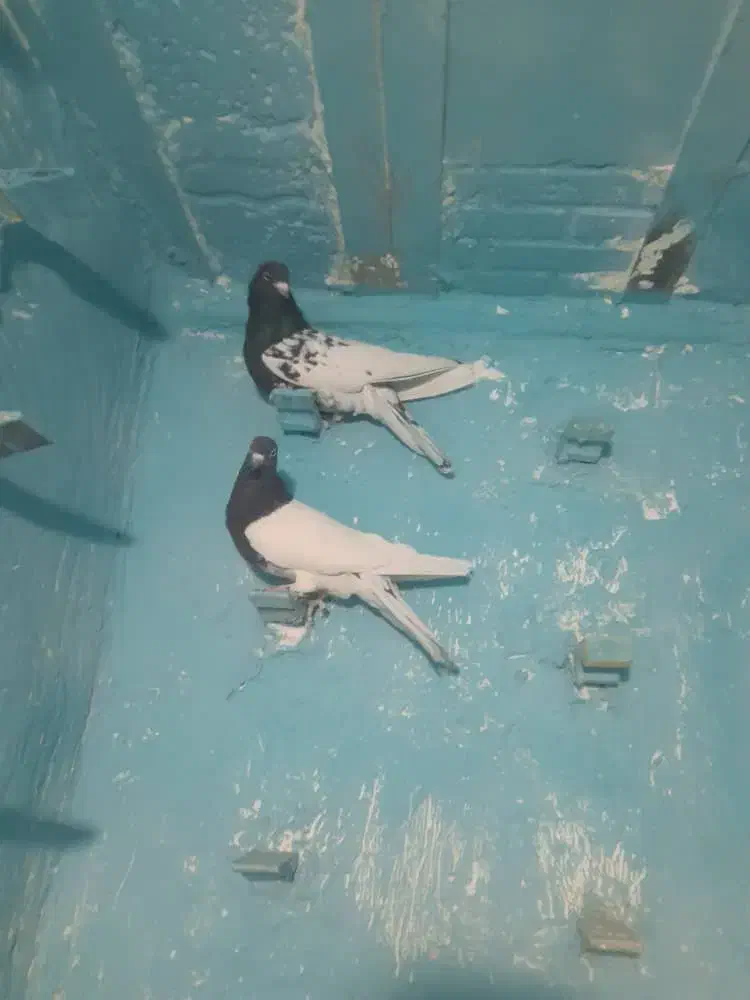 نر ماده سر سیاه|پرنده|پاریز, |دیوار