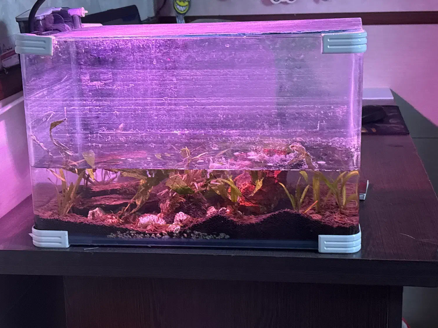 اکواریوم ۶۰در۴۰|ماهی|شیراز, شیخ روزبهان|دیوار