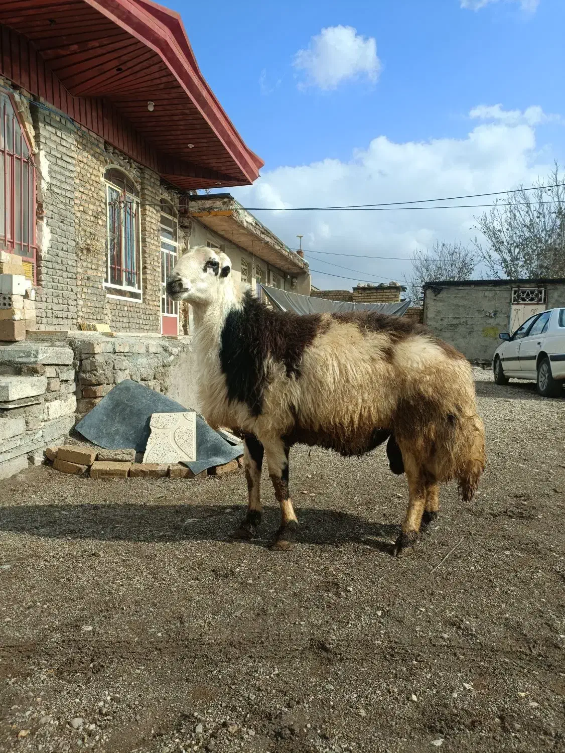 قوچ خال سیاه|حیوانات مزرعه|بروجرد, |دیوار