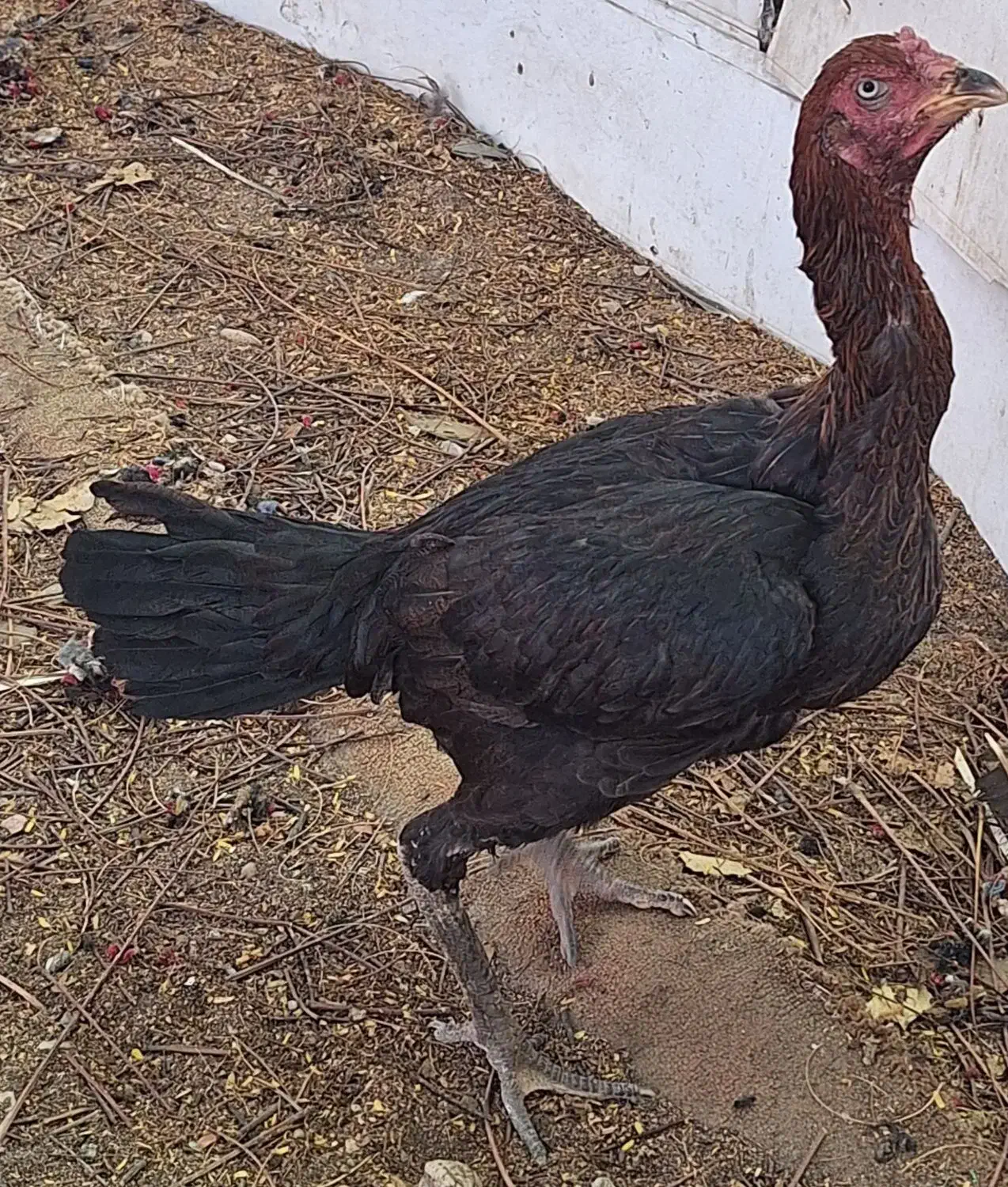 مرغ وخروس لاری اصیل|حیوانات مزرعه|بندرعباس, |دیوار