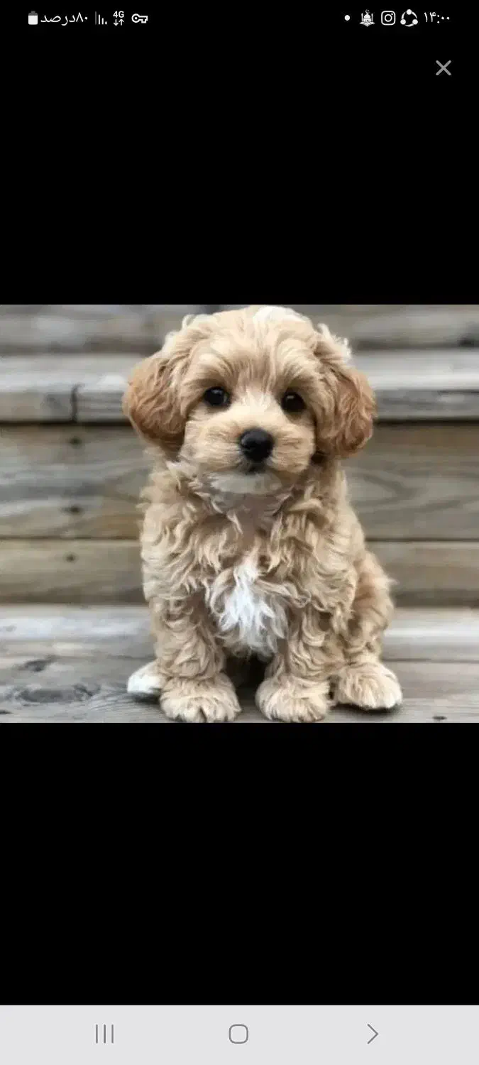 سگ خانگی|سگ|شهرکرد, |دیوار