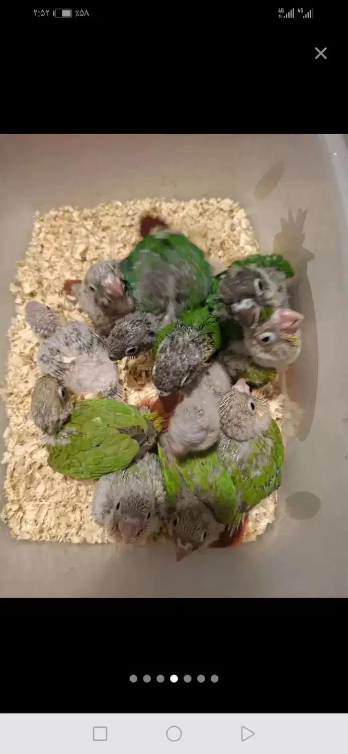 گرینچیک سریلاکی|پرنده|مراغه, |دیوار