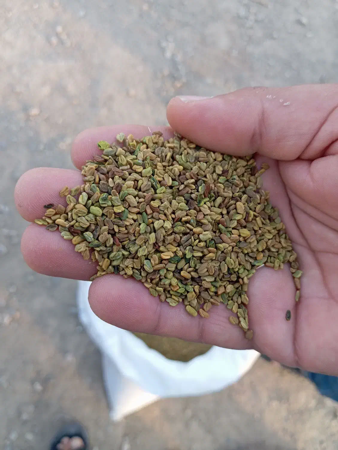 تخم شنبلیله|حیوانات مزرعه|پلدشت, |دیوار