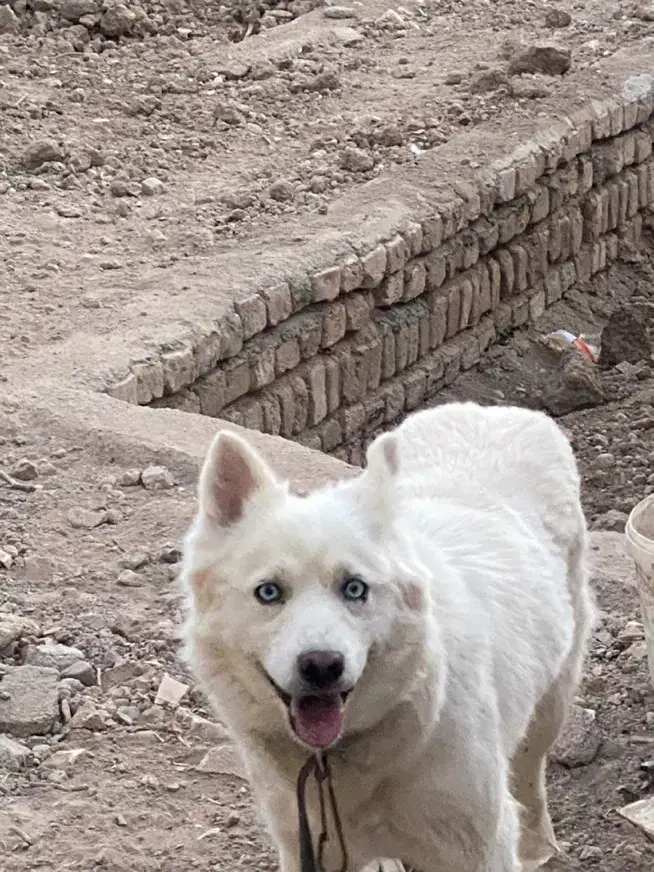 هاسکی سامویید اصل|سگ|قزوین, |دیوار