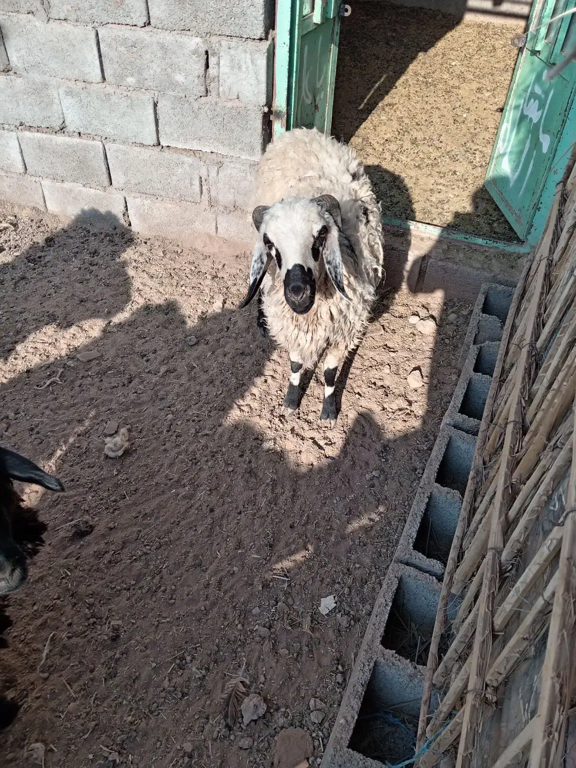 گوسفند بره نر وماده|حیوانات مزرعه|ماهان, |دیوار