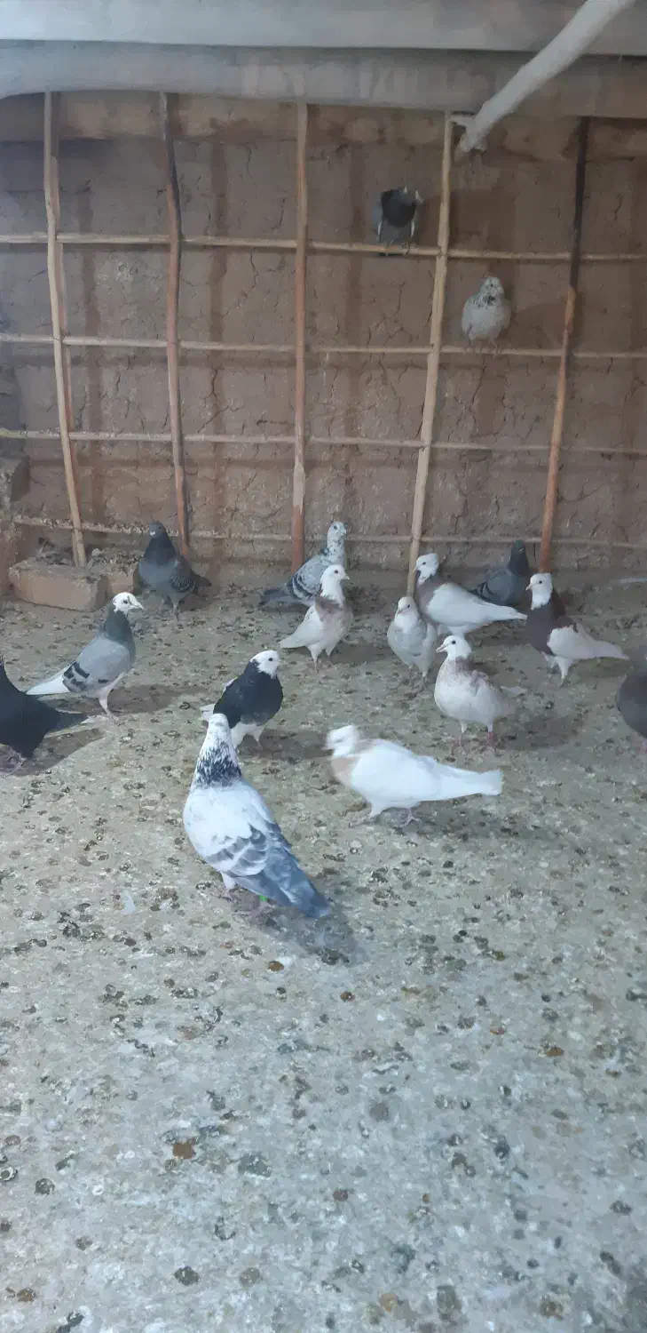 کبوتر|پرنده|اسفراین, |دیوار