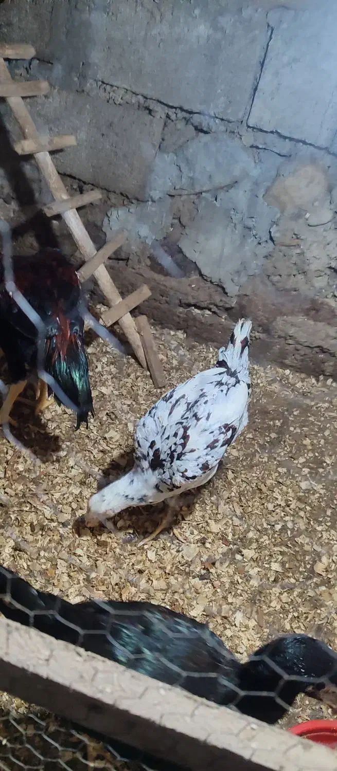 جوجه لاری ۵ ماهه|حیوانات مزرعه|دالخانی, |دیوار