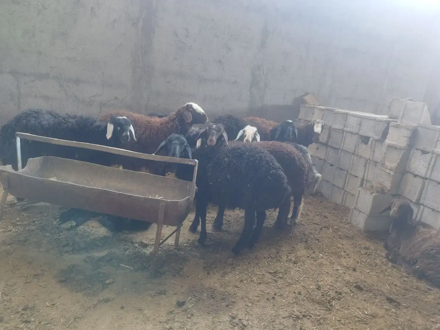 بره میش بز|حیوانات مزرعه|نجف‌آباد, حومه نجف آباد|دیوار