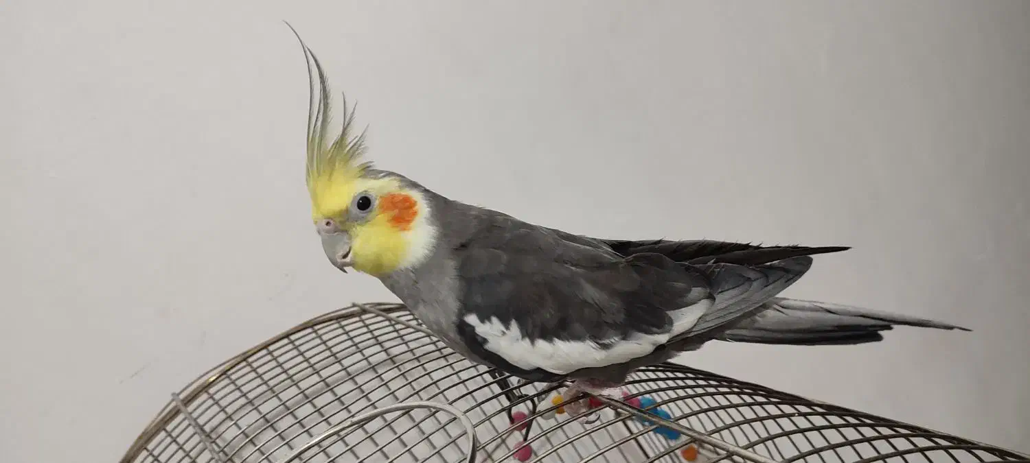 عروس هلندی|پرنده|تبریز, |دیوار